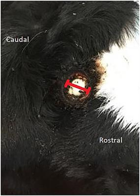 Evaluation of Horn Bud Wound Healing Following Cautery Disbudding of Dairy Calves With and Without the Use of Oxytetracycline Aerosol Spray